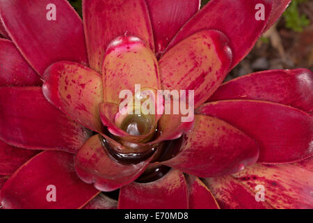 Bromeliad, Neoregelia  cultivar 'Hula Girl' , with brilliant red foliage, growing outdoors in warm climate Stock Photo