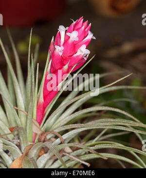 Tillandsia houston with bright pink / red bracts and tiny white flowers Stock Photo