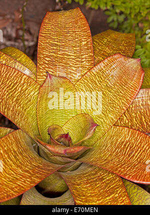 Bright yellow and red streaked foliage of Bromeliad, Vriesia hybrid 'Goldfinger' growing outdoors in warm climate Stock Photo