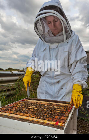 A female beekeeper removing frames from the brood box of her hive to inspect for hive health. Stock Photo