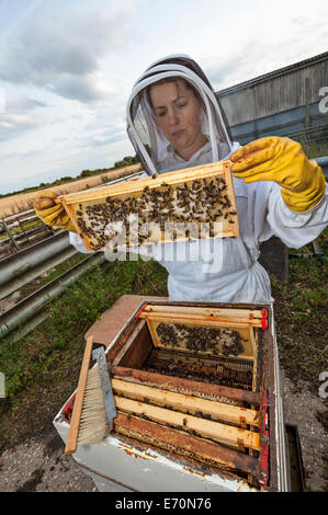 A woman beekeeper checking the honey production in one of her bee hives Stock Photo