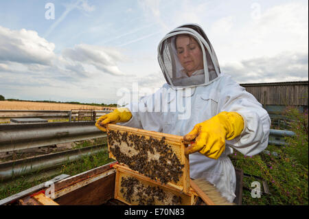 A woman beekeeper removing the frames from her beehive in order to harvest the honey. Stock Photo