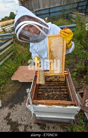 A woman beekeeper, dressed in protective clothing, removing a honey frame from her beehive. Stock Photo