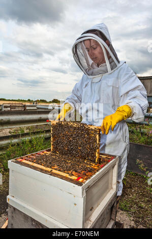 A woman beekeeper, in the Lincolnshire fens, removing a frame from the brood box of her beehive to check its health Stock Photo