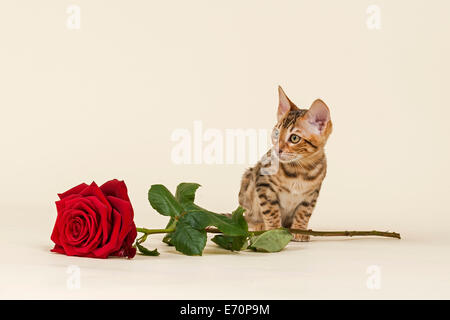Bengal Kitten with rose Stock Photo
