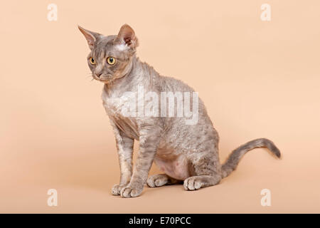 Purebred Devon Rex cat Stock Photo