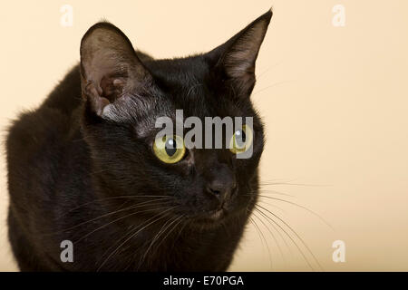 Asian Cat, 2 years, colour Black Bombay Stock Photo