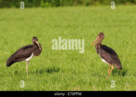 Black Storks (Ciconia nigra), juvenile bird, left, adult bird, right, Allgäu, Bavaria, Germany Stock Photo