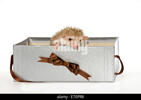 Two Four-toed Hedgehogs or African Pygmy Hedgehogs (Atelerix albiventris), looking out of a gift box Stock Photo