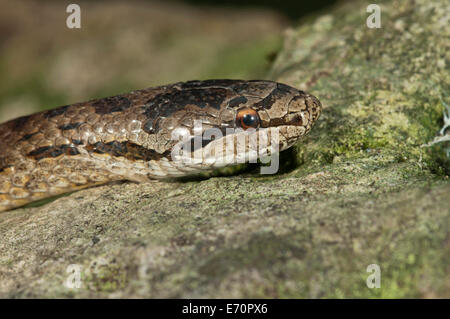 Smooth snake (Coronella austriaca), Baden-Württemberg, Germany Stock Photo