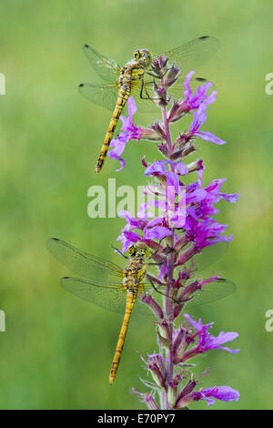 Red-veined Darter (Sympetrum fonscolombii), female, Burgenland, Austria Stock Photo