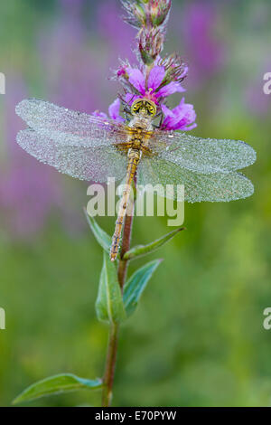 Red-veined Darter (Sympetrum fonscolombii), female, Burgenland, Austria Stock Photo