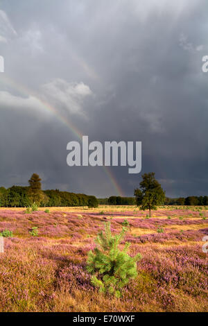 rainbow after shower over meadow with flowering heather Stock Photo