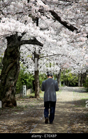 Aoyama cemetery during cherry blossom season, Tokyo, Japan, Asia. Graveyard, tombs, lonely man walking Stock Photo