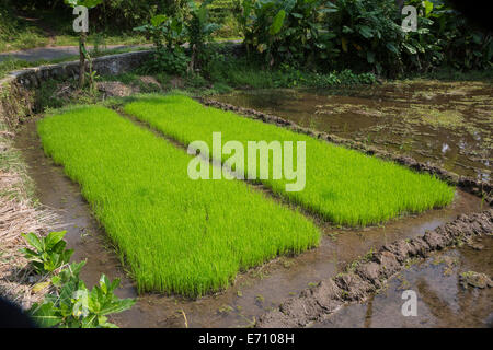 Borobudur, Java, Indonesia.  Young Rice Growing in the Field. Stock Photo
