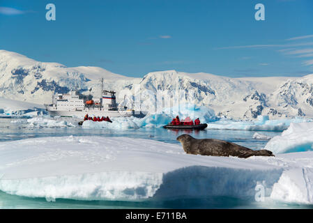 People in small inflatible zodiac rib boats on calm water around small islands of the Antarctic. A crabeater seal on the ice. Stock Photo