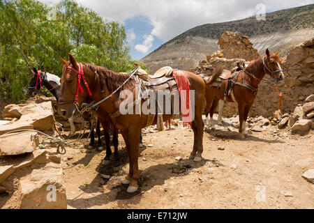 saddled up tour horses waiting for customers in Real de Catorce Mexico Stock Photo