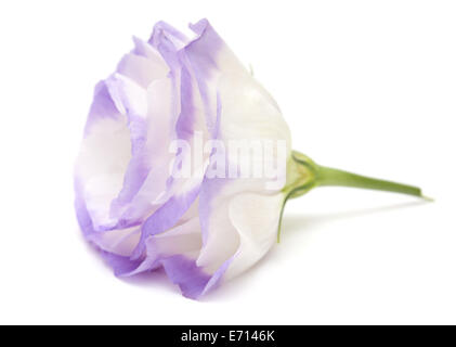 variegated eustoma flower isolated on white Stock Photo