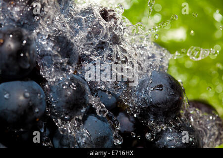 washing dark grapes under water Stock Photo