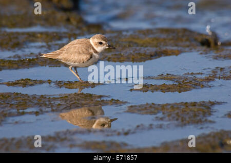 Snowy plover, San Elijo State Park, California Stock Photo - Alamy