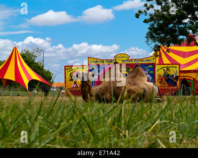 Performing Bactrian camel resting on grass outside a circus tent in south western France Stock Photo