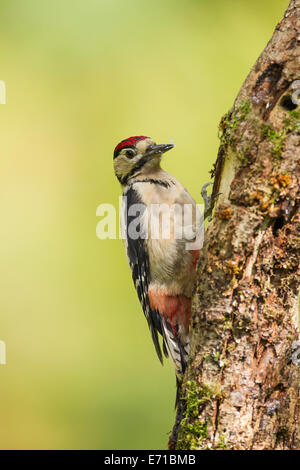 Juvenile Great Spotted Woodpecker (Dendrocopos major) - UK Stock Photo