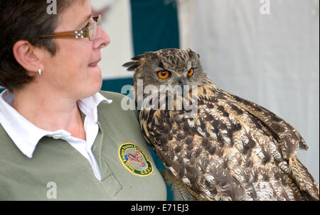 An eagle owl with its handler from the South Eastern Raptors Association at the Edenbridge and Oxted Agricultural Show Stock Photo
