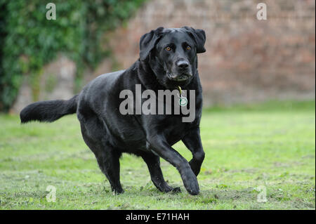 Black Labrador running Stock Photo