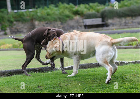 Two dogs fighting Stock Photo