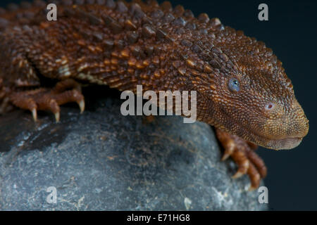 Earless monitor lizard / Lanthanotus borneensis Stock Photo