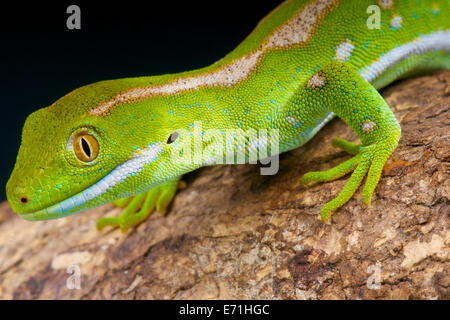 New Zealand Gecko. Northland Green Gecko. Naultinus grayii Stock Photo ...