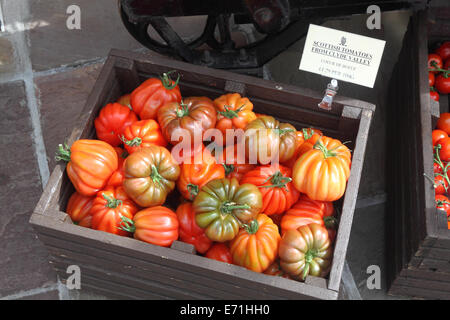 'Coeur de Boeuf' variety tomatoes for sale at a specialist food store in Perthshire, Scotland Stock Photo