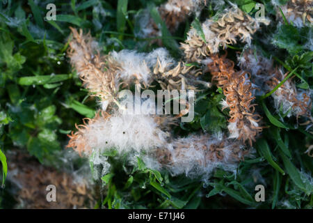 Willow (Salix sp. ). Female catkins with seeds strewn on the ground. May. Norfolk. Stock Photo