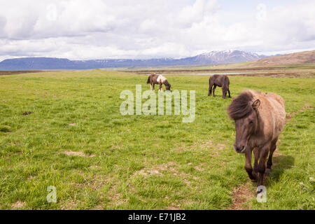 Icelandic horses grazing, near Reykjavik, Iceland Stock Photo