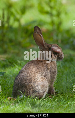 European Rabbit (Oryctolagus cuniculus). Suffering from myxomatosis. A pox virus spread by rabbit fleas (Spilopsyllus cuniculi), Stock Photo