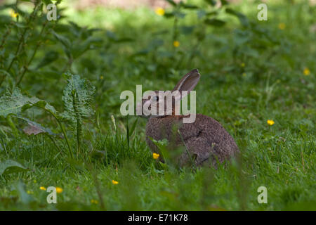 European Rabbit (Oryctolagus cuniculus). Suffering from an early stage of myxomatosis. A pox virus spread by rabbit fleas. Stock Photo