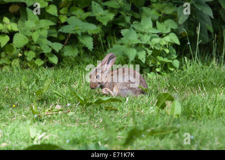 European Rabbit (Oryctolagus cuniculus). Adult grooming. Cleaning pelage or fur. Grass very wet after rainfall. Stock Photo