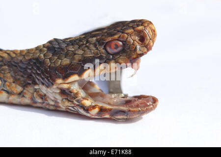 Adder or Northern Viper (Vipera berus). Head of snake with jaws held open by forceps; revealing teeth including right fang. Stock Photo