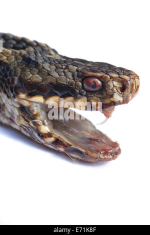 Adder or Northern Viper (Vipera berus). Head of snake with jaws open revealing teeth including right fang, in unfolded position. Stock Photo
