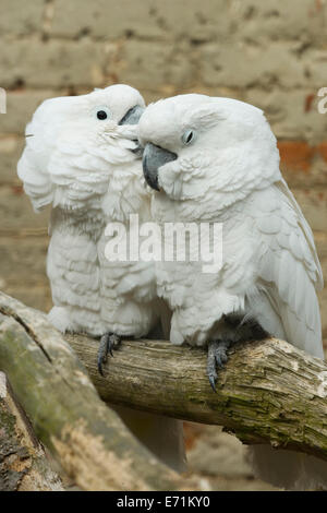 Umbrella or White Cockatoos (Cacatua alba). Pair. Aviary birds. Native to Indonesia. Stock Photo