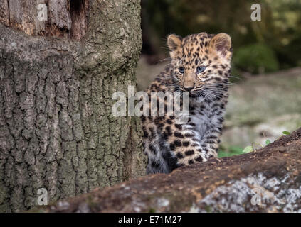 Female Amur leopard cub standing on tree Stock Photo