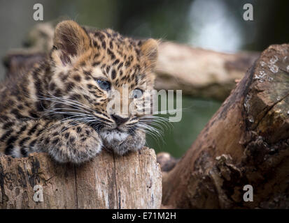 Female Amur leopard cub resting on tree stump Stock Photo