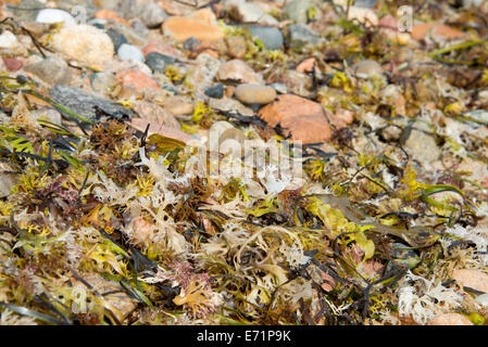 USA, Rhode Island, Block Island, Sandy Point. Detail of rocky beach. (Large format sizes available) Stock Photo