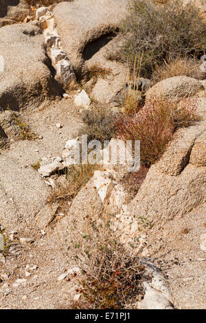 Unique monzogranite rock formations with aplite vein  - California USA Stock Photo