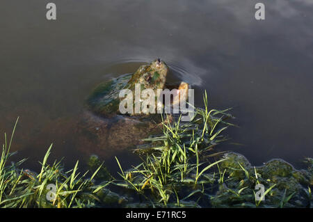 A snapping turtle in water with an open mouth. Stock Photo
