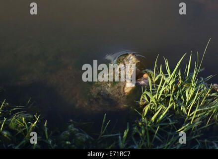 A snapping turtle in water eating a pellet of turtle food. Stock Photo