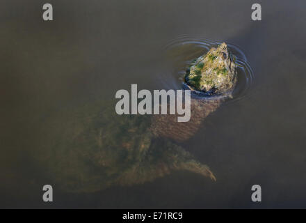 A large, moss covered snapping turtle in water. Stock Photo