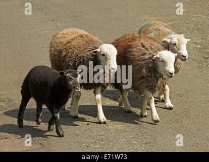 Three Herdwick sheep, British heritage breed ,with brown wool and white faces, and black lamb in Lake District, Cumbria, England Stock Photo