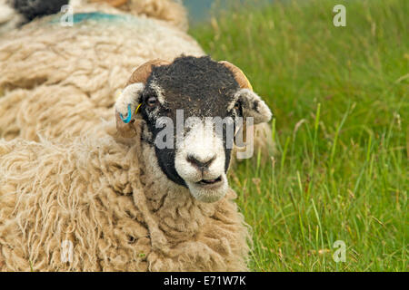 Swaledale sheep, white wool and black face with horns, against background of emerald grass in Lake District, England Stock Photo