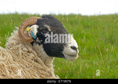 Head of Swaledale sheep, white wool and black face with horns, against background of emerald grass in Lake District, England Stock Photo